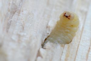 Kammerjäger Holzwürmer